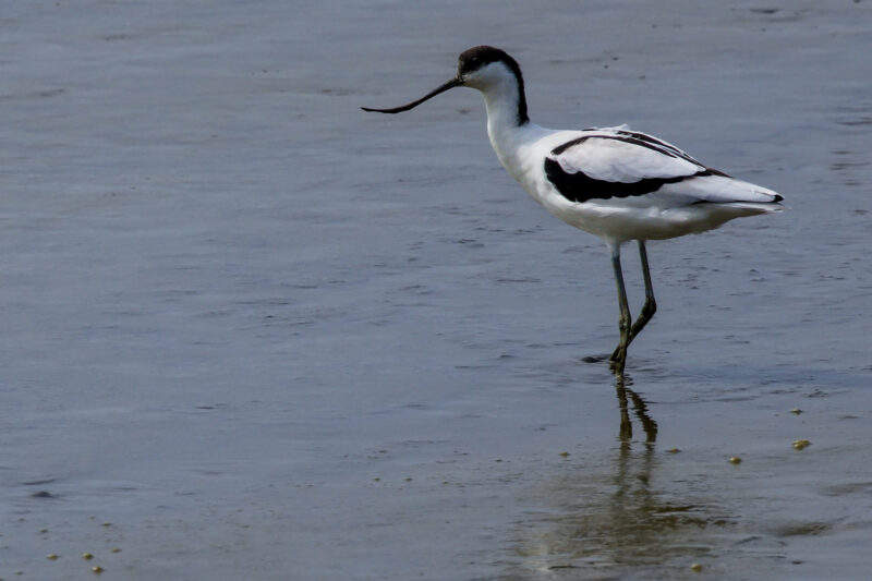 Avocette élégante